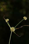 Great plains flatsedge